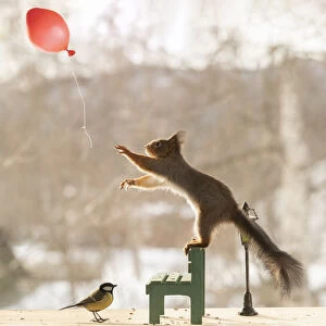 red squirrel is standing with great tit, balloon, a bench and lantern