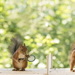 Red Squirrels holding a tennis racket