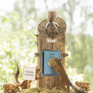 Red Squirrels with a safe with walnuts