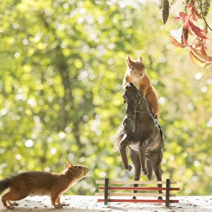 Red Squirrels stand on an horse