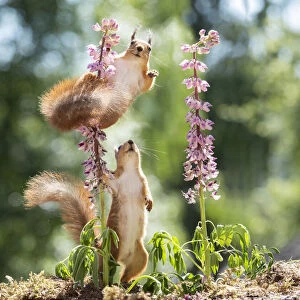 red squirrels standing between lupine flowers