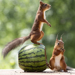 red squirrels standing on an watermelon