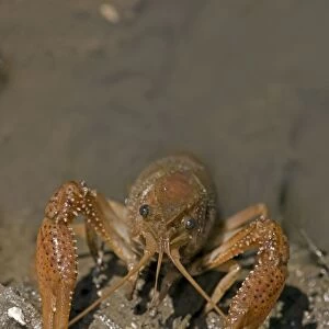 Louisiana Red Crayfish