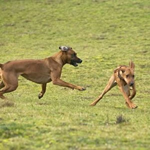 Rhodesian Ridgeback - two fighting / playing with one showing submissive behaviour