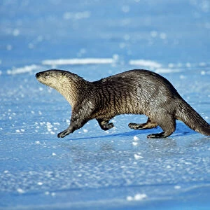 Mustelidae Collection: North American River Otter