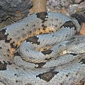 Rock Rattlesnake. Coiled in habitat showing rattle. Arizona, USA