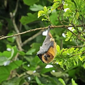 Rodrigues Flying Fox / Rodrigues Fruit Bat - hanging upside down from branch - Rodrigues island - near Madagascar
