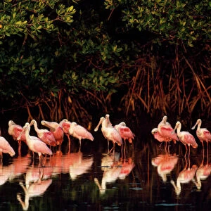 Spoonbills Collection: Roseate Spoonbill