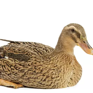 Ducks Collection: Rouen Duck