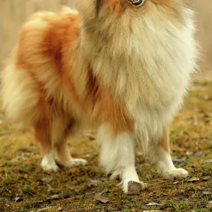 Rough Collie Dog