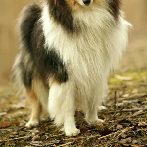 Rough Collie Dog