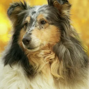 Rough Collie Dog