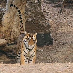Royal Bengal Tiger spray-marking on the tree, Ranthambhor National Park, India