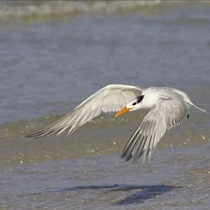 Royal Tern taking off. Fort Myers Beach, florida, USA BI001694