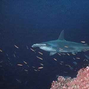 Scalloped Hammerhead - Lone Hammerhead passing coral reef. This species is usually in a school. Galapagos Islands, Equador. SHH-001
