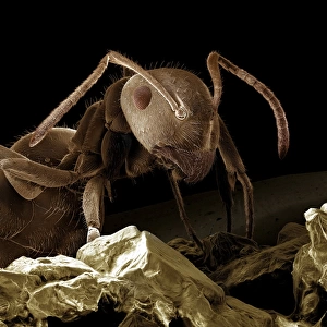 Scanning Electron Micrograph (SEM): Black Garden Ant - with sugar; Magnification x 85 (A4 size: 29. 7 cm width)