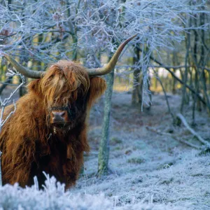 Scottish Highland Cow - in frost