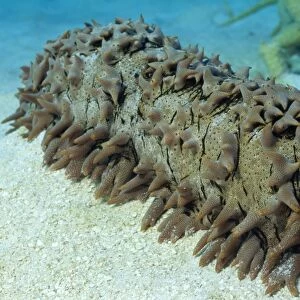 Sea Cucumber - Great Barrier Reef - Australia