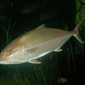 A Collection: Amberjack