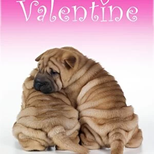 Valentine's Day Collection: Dog Valentine Prints
