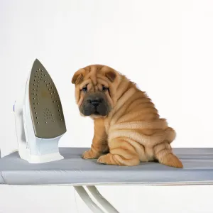 Shar Pei