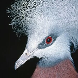 Sheepmakers / Southern Crowned Pigeon Papua New Guinea