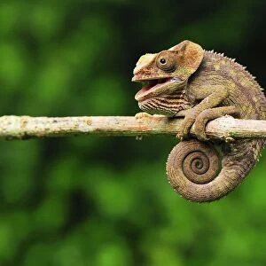 Short-horned Chameleon / Elephant-eared Chameleon - hanging on to branch - Andasibe-Mantadia National Park - Eastern-central Madagascar