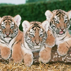 Siberian Tiger JD 6000 Panthera tigris altaica © John Daniels / ARDEA LONDON