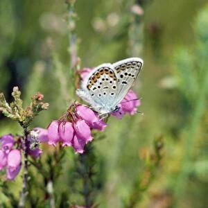 Silver-studded Blue Butterfly - male