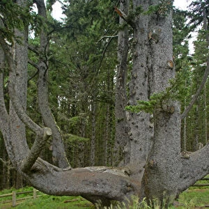 Sitka Spruce / Octopus Tree. Cape Mears, Oregon Coast, USA LA001005