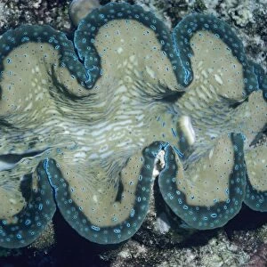 Small Giant Clam - showing inhalent and exhalent siphons Indo Pacific