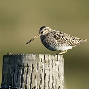 Sandpipers Collection: North Island Snipe