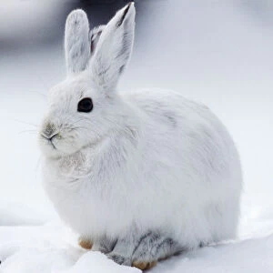 Leporidae Collection: Snowshoe Hare