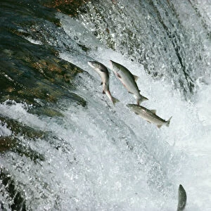 Sockeye Salmon - leaping upstream