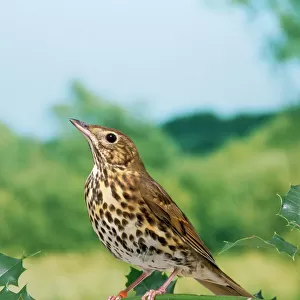 Thrushes Collection: Song Thrush