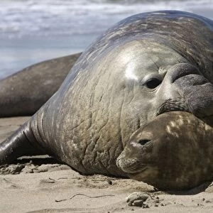 Southern Elephant Seal - male & female Valdes Peninsula, Patagonia, Argentina