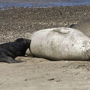 Southern Elephant Seal - Nursing pup Valdes Peninsula, Patagonia, Argentina