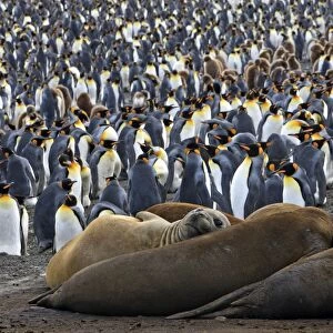 Southern Elephant Seal - and Penguin colony - Saint Andrew - South Georgia