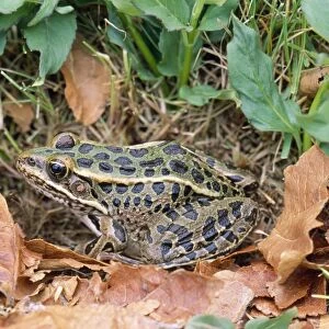 North American True Frogs Collection: Southern Leopard Frog