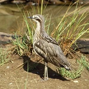 Southern Stone Curlew