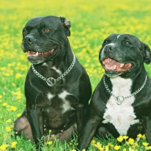 Terrier Collection: Staffordshire Bull Terrier
