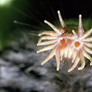Talpidae Collection: Star-nosed Mole