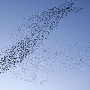 Starlings Mass manouver in the skys above the roosting site Eastbourne, East Sussex, South East England