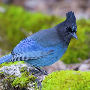 Crows And Jays Collection: Stellers Jay
