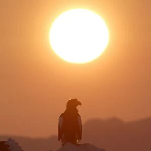 Steller's Sea Eagle - with sunset behind. Hokkaido, Japan