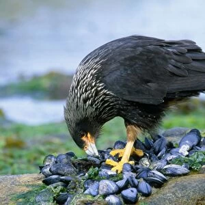 Striated Caracara / Jonny Rook - feeding on mussels