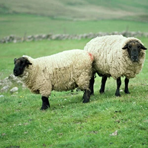 Sheep Collection: Suffolk Sheep