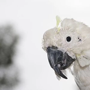 Sulphur-crested Cockatoo - suffering from Psittacine Beak-and-feather Disease. This is caused by a circovirus that can be transmitted by contact at feeding sites, during nesting time, etc