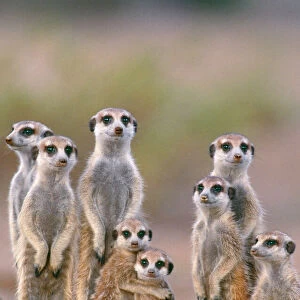 Wild Collection: Meerkats