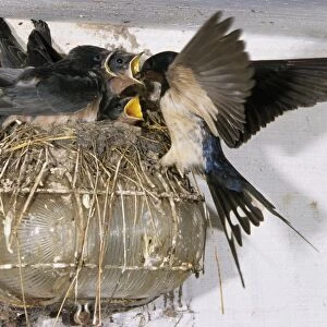 Swallow - parent with young at nest